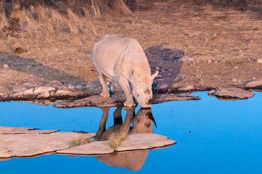 A black rhinoceros, browser, Diceros bicornis, drinking water at an artificially lit waterhole in northern Namibia