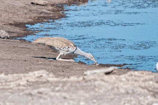 Side view of a Kori Bustard, Ardeotis kori, drinking water. It is the heaviest bird capable of flying