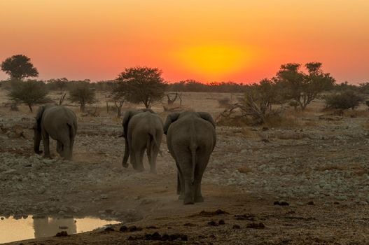 African elephants with sunset backdrop at the Okaukeujo waterhole in northern Namibia