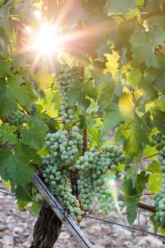 Green vine grapes on a farm, evening sun, Tuscany