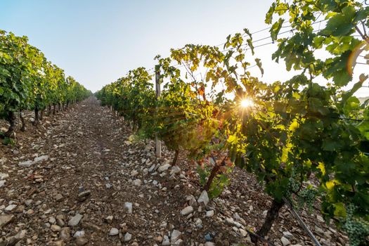 Beautiful scenery of a vine farm in Tuscany, grapevine in the evening sun