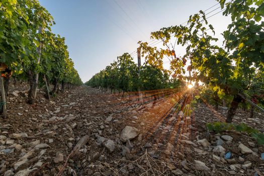 Beautiful scenery of a vine farm in Tuscany, grapevine in the evening sun