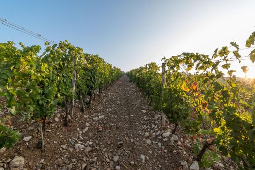 Beautiful scenery of a vine farm in Tuscany, grapevine in the evening sun