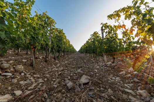 Beautiful scenery of a vine farm in Tuscany, grapevine in the evening sun