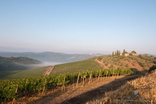 Beautiful scenery of a vine farm in Tuscany, grapevine in the evening sun