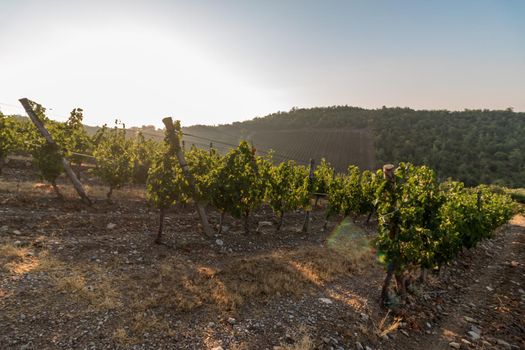 Beautiful scenery of a vine farm in Tuscany, grapevine in the evening sun