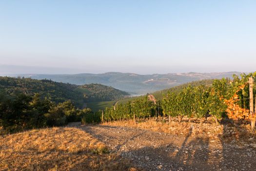 Beautiful scenery of a vine farm in Tuscany, grapevine in the evening sun