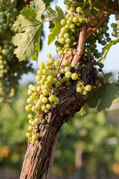 Green vine grapes on a farm, evening sun, Tuscany