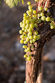 Green vine grapes on a farm, evening sun, Tuscany