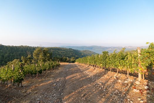 Vineyards with grapevine and winery along wine road in the evening, Tuscany, Italy