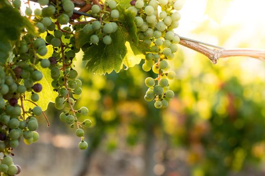 Green vine grapes on a farm, evening sun, Tuscany