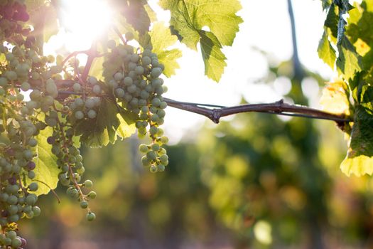 Green vine grapes on a farm, evening sun, Tuscany
