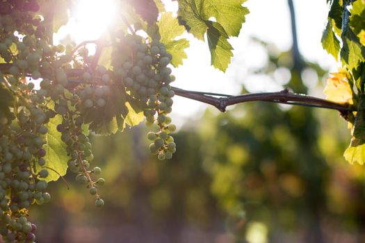 Green vine grapes on a farm, evening sun, Tuscany