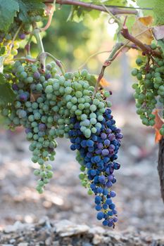 Blue and green vine grapes on a farm, evening sun, Tuscany