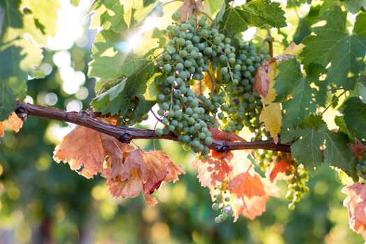 Green vine grapes on a farm, evening sun, Tuscany