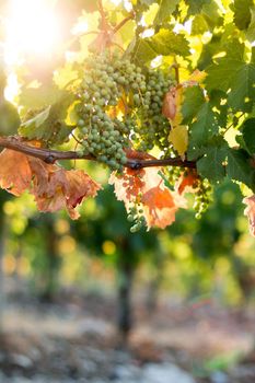 Green vine grapes on a farm, evening sun, Tuscany