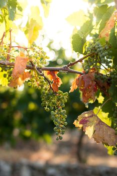 Green vine grapes on a farm, evening sun, Tuscany