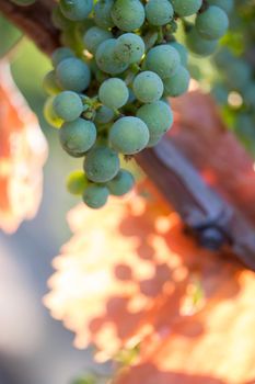 Green vine grapes on a farm, evening sun, Tuscany