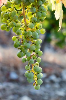 Green vine grapes on a farm, evening sun, Tuscany