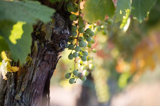 Blue and green vine grapes on a farm, evening sun, Tuscany