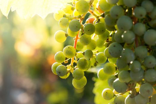 Blue and green vine grapes on a farm, evening sun, Tuscany