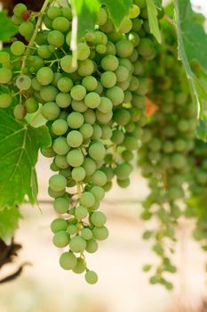 Green vine grapes on a farm, evening sun, Tuscany