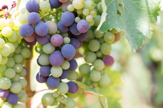 Blue and green vine grapes on a farm, evening sun, Tuscany