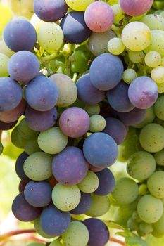 Blue and green vine grapes on a farm, evening sun, Tuscany