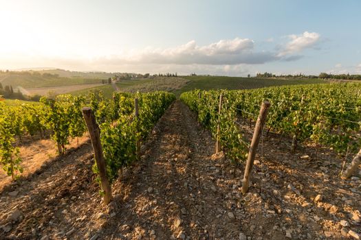Beautiful scenery of a vine farm in Tuscany, grapevine in the evening sun