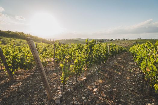 Beautiful scenery of a vine farm in Tuscany, grapevine in the evening sun