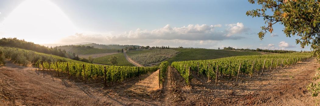 Beautiful scenery of a vine farm in Tuscany, grapevine in the evening sun