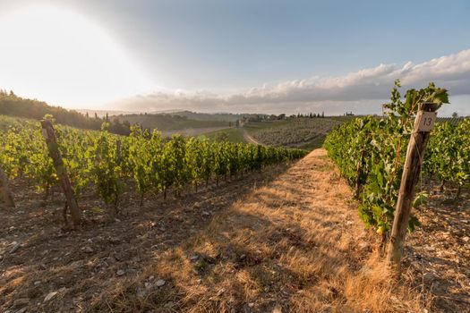 Beautiful scenery of a vine farm in Tuscany, grapevine in the evening sun