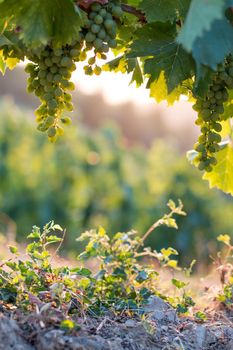 Blue and green vine grapes on a farm, evening sun, Tuscany