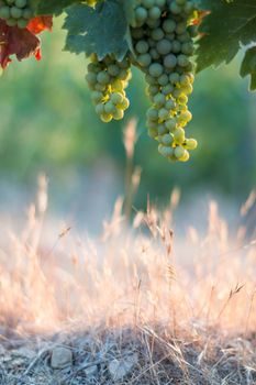 Blue and green vine grapes on a farm, evening sun, Tuscany