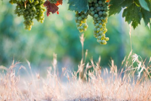 Blue and green vine grapes on a farm, evening sun, Tuscany