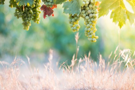 Blue and green vine grapes on a farm, evening sun, Tuscany