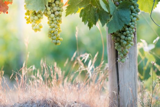 Blue and green vine grapes on a farm, evening sun, Tuscany