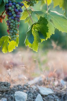 Blue and green vine grapes on a farm, evening sun, Tuscany