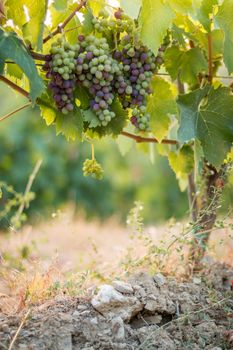 Blue and green vine grapes on a farm, evening sun, Tuscany