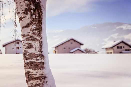 Winter landscape: Snowy trunk of a birch on a field, wintertime, blurry houses in the background
