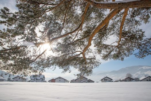 Branches of a pine tree in the winter