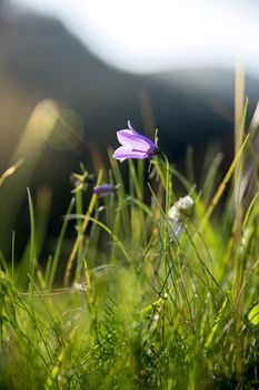 Colorful wildflowers in spring, close up picture