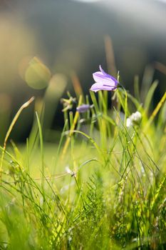 Colorful wildflowers in spring, close up picture