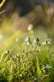 Colorful wildflowers in spring, close up picture