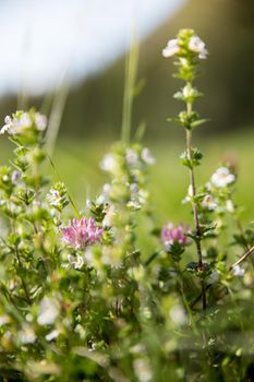 Colorful wildflowers in spring, close up picture