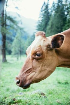 Cow is standing on an idyllic meadow in the European alps, Austria