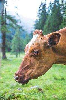 Cow is standing on an idyllic meadow in the European alps, Austria