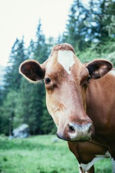 Cow is standing on an idyllic meadow in the European alps, Austria