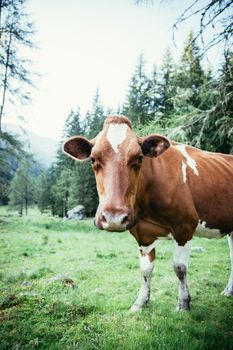 Cow is standing on an idyllic meadow in the European alps, Austria