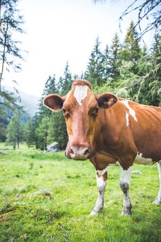 Cow is standing on an idyllic meadow in the European alps, Austria